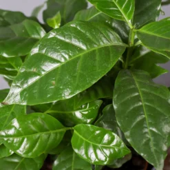 Kaffeepflanze, Topf-Ø 12 Cm, Höhe Ca. 25 Cm, 3er-Set -Zimmer & Garten Verkäufe 0220108271 Coffea arabica T12 3er Set 12cmT H25cm32