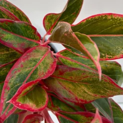 Aglaonema 'Crete', Mit Übertopf Dallas Weiß, Topf-Ø 12 Cm -Zimmer & Garten Verkäufe 0220108451 T12 0220108597 Aglaonema Crete Dallas weiss 14cm 5 125630