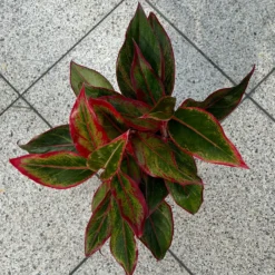 Aglaonema 'Crete', Mit Übertopf Dallas Weiß, Topf-Ø 12 Cm -Zimmer & Garten Verkäufe 0220108451 T12 0220108597 Aglaonema Crete Dallas weiss 14cm 7 125628