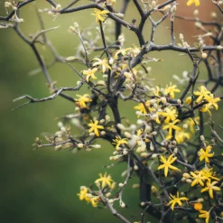 Zickzackstrauch, Topf-Ø 19 Cm, Höhe Ca. 70 Cm -Zimmer & Garten Verkäufe 0220108510 0220108511 0220108515 0220108516 0220108517 0220108518 0220108519 0220108520 Corokia 1 116837 1