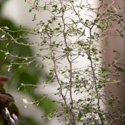 Zickzackstrauch, Topf-Ø 13 Cm, Höhe Ca. 25 Cm, 2er-Set -Zimmer & Garten Verkäufe 0220108510 0220108511 0220108515 0220108516 0220108517 0220108518 0220108519 0220108520 Corokia 3 116836