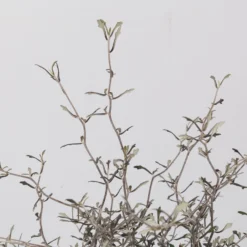 Zickzackstrauch, Topf-Ø 19 Cm, Höhe Ca. 70 Cm -Zimmer & Garten Verkäufe 0220108517 Corokia cotoneaster 3 117168 1