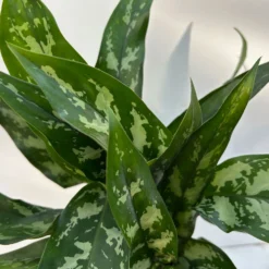 Aglaonema 'Maria', Mit Übertopf Dallas Weiß, Topf-Ø 12 Cm -Zimmer & Garten Verkäufe 0220108528 T12 0220108598 Aglaonema Maria Dallas weiss 14cm 3 125645