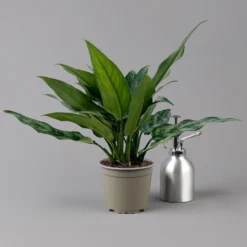 Aglaonema 'Maria', Mit Übertopf Dallas Weiß, Topf-Ø 12 Cm -Zimmer & Garten Verkäufe 0220108528 T12 0220108598 Aglaonema Maria Dallas weiss 14cm t 126172