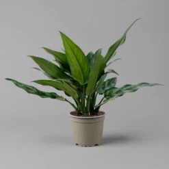 Aglaonema 'Maria', Mit Übertopf Dallas Weiß, Topf-Ø 12 Cm -Zimmer & Garten Verkäufe 0220108528 T12 0220108598 Aglaonema Maria Dallas weiss 14cm 126171