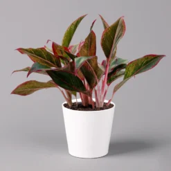 Aglaonema 'Crete', Mit Übertopf Dallas Weiß, Topf-Ø 12 Cm -Zimmer & Garten Verkäufe 0220108597 Aglaonema Crete Dallas weiss 14cm f 126189