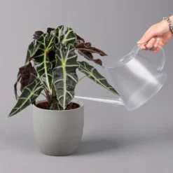 Alocasia 'Polly', Topf-Ø 17 Cm, Höhe Ca. 45 Cm -Zimmer & Garten Verkäufe 0220110100 Alocasia Polly 13