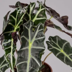 Alocasia 'Polly', Topf-Ø 17 Cm, Höhe Ca. 45 Cm -Zimmer & Garten Verkäufe 0220110100 Alocasia Polly 2