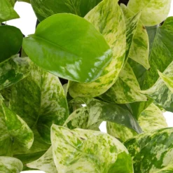 Grünpflanzen Trend-Mix Für Halbschattig/schattige Standorte, Topf 12 Cm Ø -Zimmer & Garten Verkäufe 0220150063 1 1