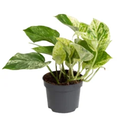 Grünpflanzen Trend-Mix Für Halbschattig/schattige Standorte, Topf 12 Cm Ø -Zimmer & Garten Verkäufe 0220150063 2