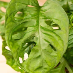 Grünpflanzen Trend-Mix Für Halbschattig/schattige Standorte, Topf 12 Cm Ø -Zimmer & Garten Verkäufe 0220150063 6