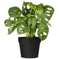 Grünpflanzen Trend-Mix Für Halbschattig/schattige Standorte, Topf 12 Cm Ø -Zimmer & Garten Verkäufe 0220150063 7