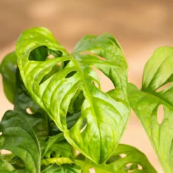 Grünpflanzen Trend-Mix Für Halbschattig/schattige Standorte, Topf 12 Cm Ø -Zimmer & Garten Verkäufe 0220150063 8