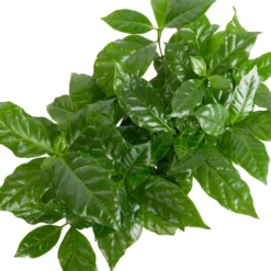 Grünpflanzen Trend-Mix, Aufrecht Wachsend , Topf 12 Cm Ø -Zimmer & Garten Verkäufe 0220150064