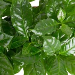 Grünpflanzen Trend-Mix, Aufrecht Wachsend , Topf 12 Cm Ø -Zimmer & Garten Verkäufe 0220150064 1