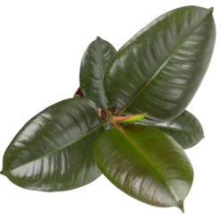 Grünpflanzen Trend-Mix Für Halbschattig/schattige Standorte, Topf 12 Cm Ø -Zimmer & Garten Verkäufe 0220150064 3