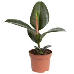 Grünpflanzen Trend-Mix, Aufrecht Wachsend , Topf 12 Cm Ø -Zimmer & Garten Verkäufe 0220150064 4 1