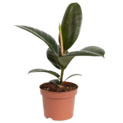 Grünpflanzen Trend-Mix, Aufrecht Wachsend , Topf 12 Cm Ø -Zimmer & Garten Verkäufe 0220150064 5 1