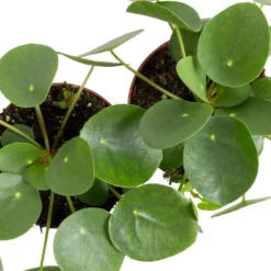 Grünpflanzen Trend-Mix, Aufrecht Wachsend , Topf 12 Cm Ø -Zimmer & Garten Verkäufe 0220150064 6