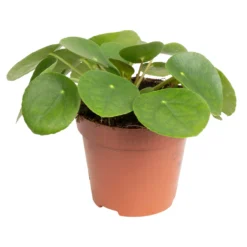 Grünpflanzen Trend-Mix, Aufrecht Wachsend , Topf 12 Cm Ø -Zimmer & Garten Verkäufe 0220150064 7