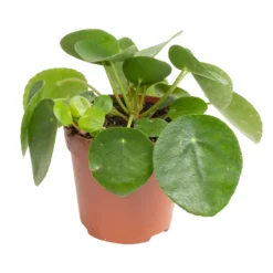 Grünpflanzen Trend-Mix, Aufrecht Wachsend , Topf 12 Cm Ø -Zimmer & Garten Verkäufe 0220150064 8