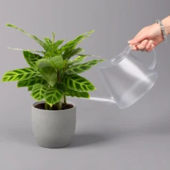 Calathea Zebrina, Topf-Ø 14 Cm, Höhe Ca. 35-45 Cm -Zimmer & Garten Verkäufe 0220160007 Calathea zebrina 32