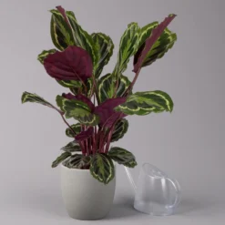 Calathea 'Medallion', Topf-Ø 19 Cm, Höhe Ca. 85 Cm -Zimmer & Garten Verkäufe 0220160008 Calathea Medaillon 19cm 3 109549