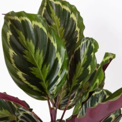 Calathea 'Medallion', Topf-Ø 19 Cm, Höhe Ca. 85 Cm -Zimmer & Garten Verkäufe 0220160008 Calathea Medaillon 19cm 4 109550