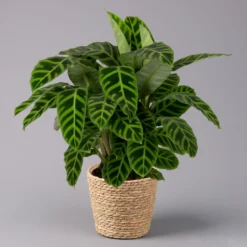 Calathea Zebrina Mit Dekokorb Osaka, Topf-Ø 19 Cm, Höhe Ca. 65 Cm