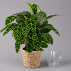Calathea Zebrina Mit Dekokorb Osaka, Topf-Ø 19 Cm, Höhe Ca. 65 Cm -Zimmer & Garten Verkäufe 0220160140 Calathea zebrina im Dekokorb Osaka 3