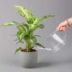 Dieffenbachie 'Mars', Topf-Ø 17cm, Höhe Ca. 50-60 Cm -Zimmer & Garten Verkäufe 0220170044 Dieffenbachia Mars 17 cm 3