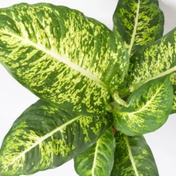 Dieffenbachie 'Mars', Topf-Ø 17cm, Höhe Ca. 50-60 Cm -Zimmer & Garten Verkäufe 0220170044 Dieffenbachia Mars 17 cm 4