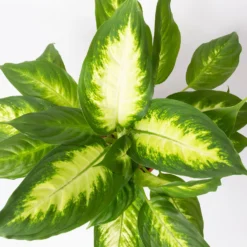 Dieffenbachie 'Camilla' , Topf-Ø17cm, Höhe Ca. 50-60 Cm -Zimmer & Garten Verkäufe 0220170048 Dieffenbachia Camilla 17 cm 22