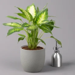 Dieffenbachie 'Camilla' , Topf-Ø17cm, Höhe Ca. 50-60 Cm -Zimmer & Garten Verkäufe 0220170048 Dieffenbachia Camilla 17cm 32