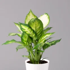 Dieffenbachie 'Camilla' Mit Keramiktopf Dallas Weiß, Topf-Ø12cm, 3er-Set -Zimmer & Garten Verkäufe 0220170075 Dieffenbachia Camilla Dallas weiss 2