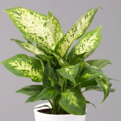 Dieffenbachie 'Compacta' Mit Keramiktopf Dallas Weiß, Topf-Ø12cm, 2er-Set -Zimmer & Garten Verkäufe 0220170084 Dieffenbachia Compacta mit Topf Dallas weiss 2