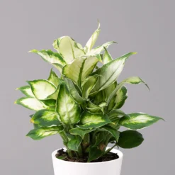 Dieffenbachie 'Cool Beauty' Mit Keramiktopf Dallas Weiß,Topf-Ø12cm, 2er-Set -Zimmer & Garten Verkäufe 0220170088 Dieffenbachia Cool Beauty Dallas weiss 2