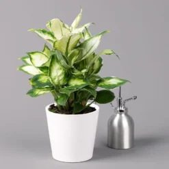 Dieffenbachie 'Cool Beauty' Mit Keramiktopf Dallas Weiß,Topf-Ø12cm, 2er-Set -Zimmer & Garten Verkäufe 0220170088 Dieffenbachia Cool Beauty Dallas weiss 3