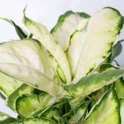 Dieffenbachie 'Cool Beauty' Mit Keramiktopf Dallas Weiß,Topf-Ø12cm, 2er-Set -Zimmer & Garten Verkäufe 0220170088 Dieffenbachia Cool Beauty Dallas weiss 4