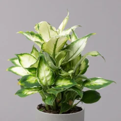 Dieffenbachie 'Cool Beauty', Topf-Ø12cm, Höhe Ca. 25 Cm, 3er-Set -Zimmer & Garten Verkäufe 0220170094 Dieffenbachia Cool Beauty 3er Set 32