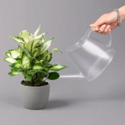 Dieffenbachie 'Cool Beauty', Topf-Ø12cm, Höhe Ca. 25 Cm, 3er-Set -Zimmer & Garten Verkäufe 0220170094 Dieffenbachia Cool Beauty 3er Set 42