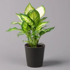 Dieffenbachie 'Camilla' Mit Keramiktopf Dallas Anthrazit,Topf-Ø12cm,Höhe Ca.25cm