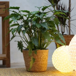 Philodendron Xanadu, Topf-Ø 21 Cm, Höhe Ca. 40-60 Cm