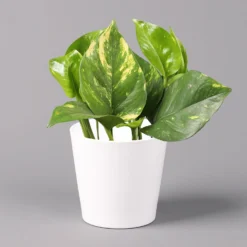 Efeutute Mit Keramiktopf Dallas Weiß, Topf-Ø 12 Cm, Höhe Ca. 15 Cm