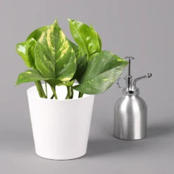 Efeutute Mit Keramiktopf Dallas Weiß, Topf-Ø 12 Cm, Höhe Ca. 15 Cm -Zimmer & Garten Verkäufe 0220180187 Epipremum pinn Dallas weiss 3