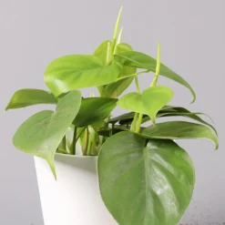 Philodendron Scandens In Keramiktopf Weiß, Topf-Ø 12 Cm, Höhe Ca. 20 Cm, 2er-Set -Zimmer & Garten Verkäufe 0220180194 Philo scandens inkl Topf Dallas weiss 32