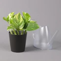 Efeutute Mit Topf Dallas Anthrazit, Topf-Ø 12 Cm, Höhe Ca. 15 Cm -Zimmer & Garten Verkäufe 0220180204 Epipremnum pinn in Topf Dallas anthrazit 32