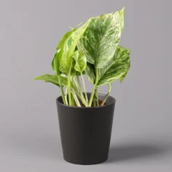 Efeutute 'Marble Queen' Inkl. Topf Dallas Anthrazit, Topf-Ø 12 Cm, Höhe Ca. 15cm