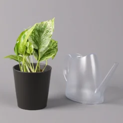 Efeutute 'Marble Queen' Inkl. Topf Dallas Anthrazit, Topf-Ø 12 Cm, Höhe Ca. 15cm -Zimmer & Garten Verkäufe 0220180206 Epipr Marble Queen Topf Dallas anthrazit 3