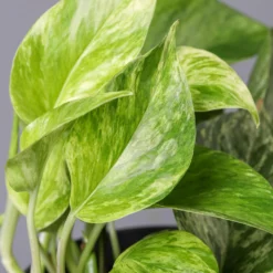 Efeutute 'Marble Queen' Inkl. Topf Dallas Anthrazit, Topf-Ø 12 Cm, Höhe Ca. 15cm -Zimmer & Garten Verkäufe 0220180206 Epipr Marble Queen Topf Dallas anthrazit 43